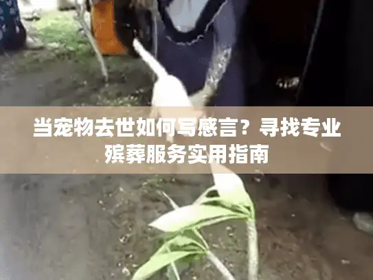 当宠物去世如何写感言？寻找专业殡葬服务实用指南