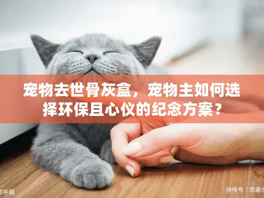 宠物去世骨灰盒，宠物主如何选择环保且心仪的纪念方案？