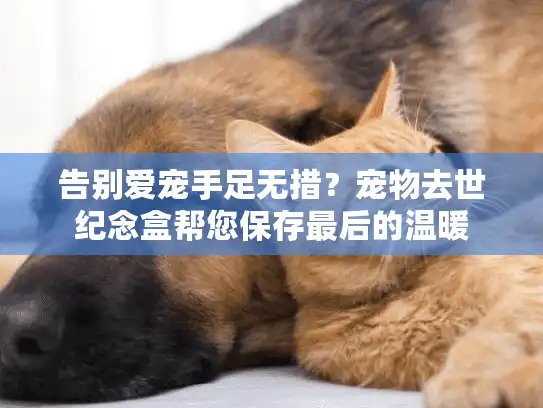 告别爱宠手足无措？宠物去世纪念盒帮您保存最后的温暖