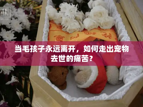 当毛孩子永远离开，如何走出宠物去世的痛苦？