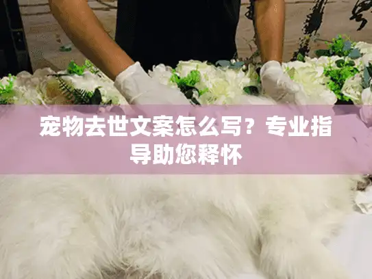 宠物去世文案怎么写？专业指导助您释怀