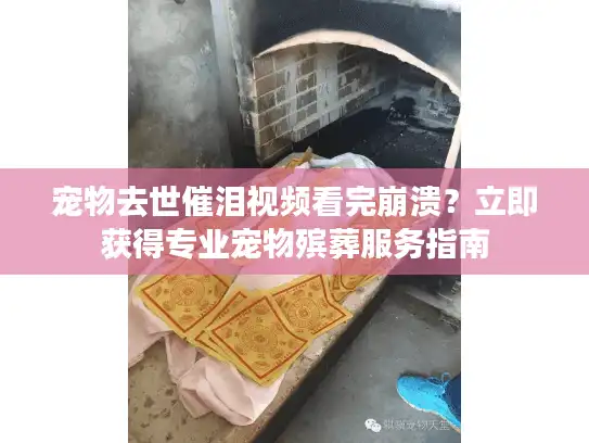 宠物去世催泪视频看完崩溃？立即获得专业宠物殡葬服务指南
