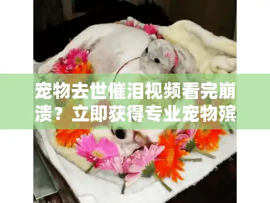 宠物去世催泪视频看完崩溃？立即获得专业宠物殡葬服务指南