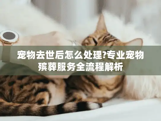 宠物去世后怎么处理?专业宠物殡葬服务全流程解析