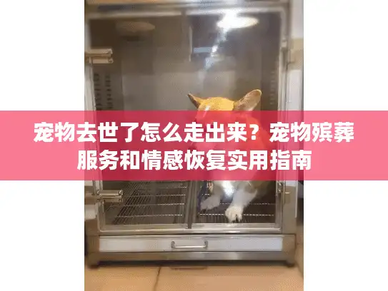 宠物去世了怎么走出来？宠物殡葬服务和情感恢复实用指南