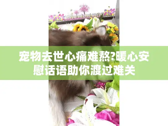 宠物去世心痛难熬?暖心安慰话语助你渡过难关