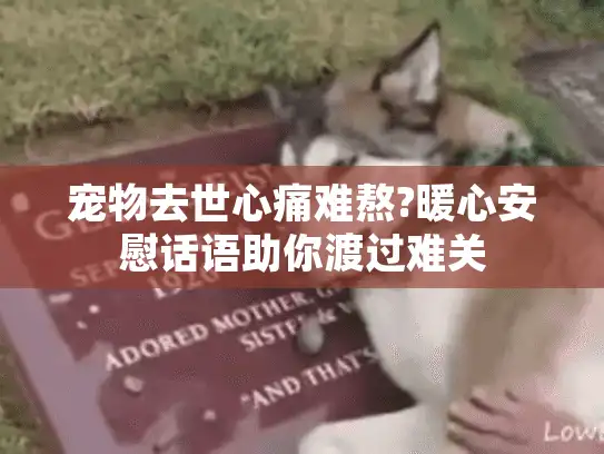 宠物去世心痛难熬?暖心安慰话语助你渡过难关