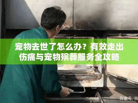 宠物去世了怎么办？有效走出伤痛与宠物殡葬服务全攻略