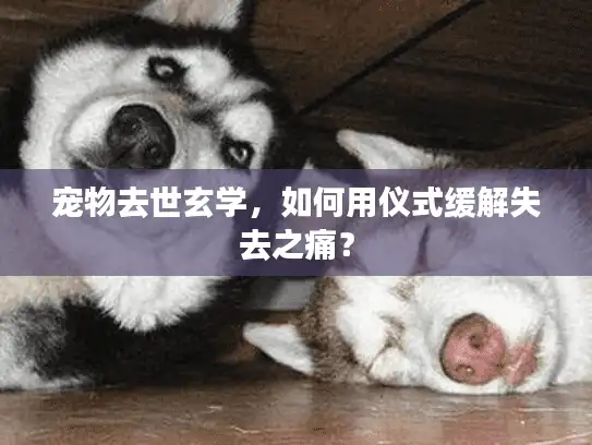 宠物去世玄学，如何用仪式缓解失去之痛？