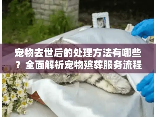 宠物去世后的处理方法有哪些？全面解析宠物殡葬服务流程