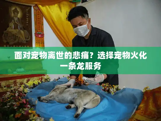 面对宠物离世的悲痛？选择宠物火化一条龙服务