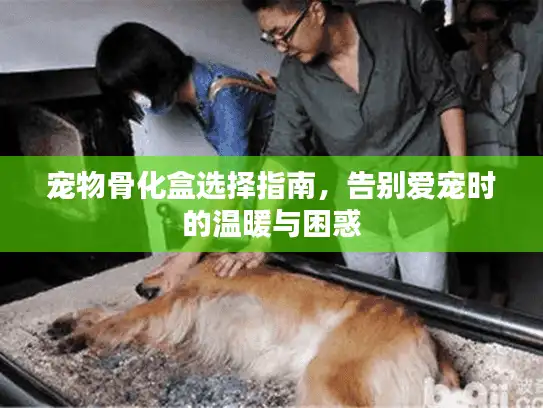 宠物骨化盒选择指南，告别爱宠时的温暖与困惑