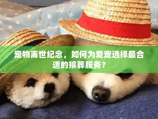 宠物离世纪念，如何为爱宠选择最合适的殡葬服务？