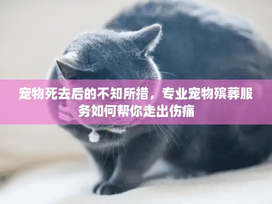 宠物死去后的不知所措，专业宠物殡葬服务如何帮你走出伤痛