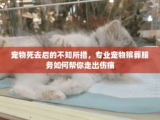 宠物死去后的不知所措，专业宠物殡葬服务如何帮你走出伤痛