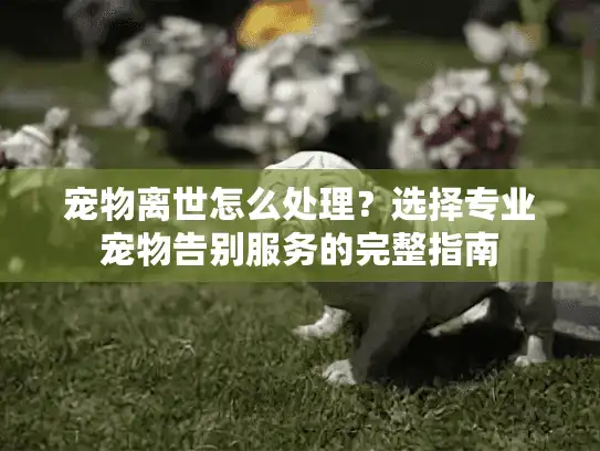 宠物离世怎么处理？选择专业宠物告别服务的完整指南