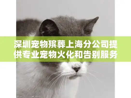 深圳宠物殡葬上海分公司提供专业宠物火化和告别服务吗？