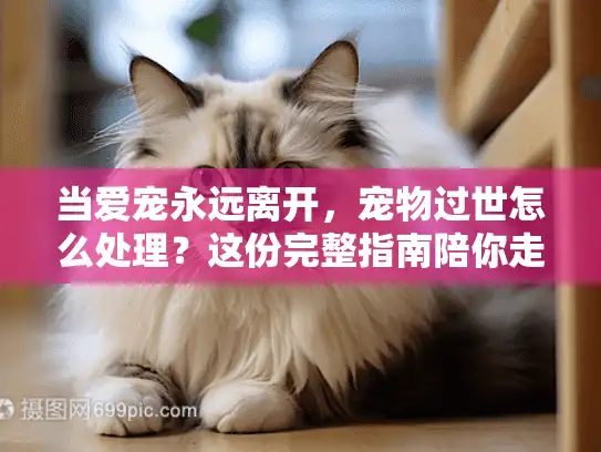 当爱宠永远离开，宠物过世怎么处理？这份完整指南陪你走出伤痛