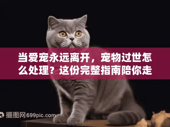 当爱宠永远离开，宠物过世怎么处理？这份完整指南陪你走出伤痛