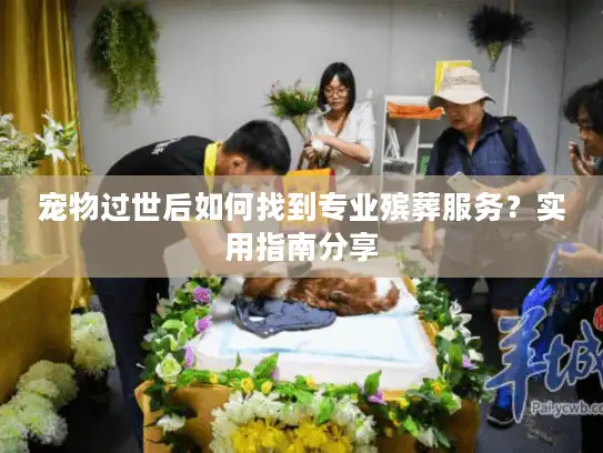 宠物过世后如何找到专业殡葬服务？实用指南分享
