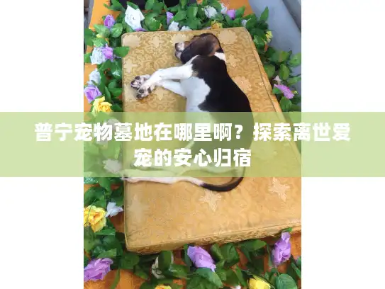 普宁宠物墓地在哪里啊？探索离世爱宠的安心归宿