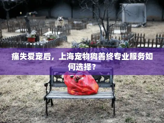 痛失爱宠后，上海宠物狗善终专业服务如何选择？