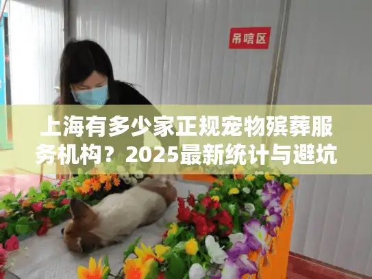 上海有多少家正规宠物殡葬服务机构？2025最新统计与避坑指南