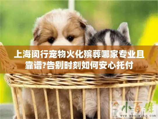 上海闵行宠物火化殡葬哪家专业且靠谱?告别时刻如何安心托付