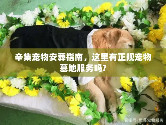 辛集宠物安葬指南，这里有正规宠物墓地服务吗?