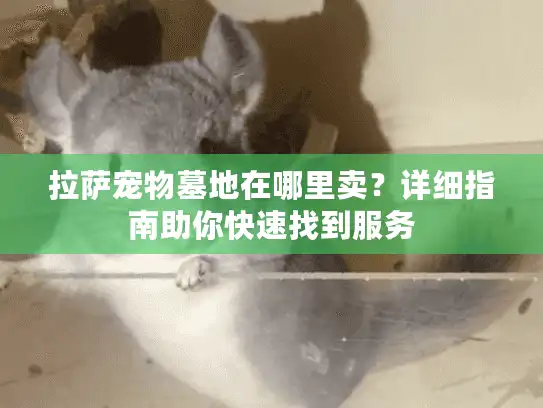 拉萨宠物墓地在哪里卖？详细指南助你快速找到服务