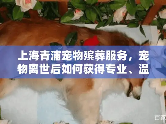 上海青浦宠物殡葬服务，宠物离世后如何获得专业、温暖的告别？
