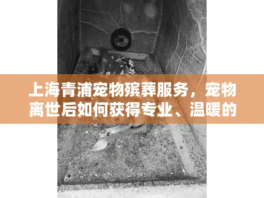 上海青浦宠物殡葬服务，宠物离世后如何获得专业、温暖的告别？