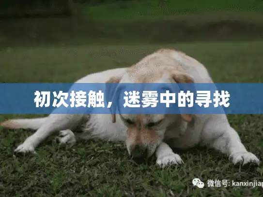 初次接触，迷雾中的寻找
