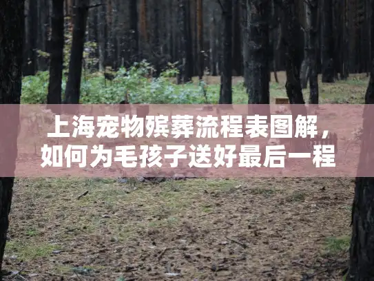 上海宠物殡葬流程表图解，如何为毛孩子送好最后一程？