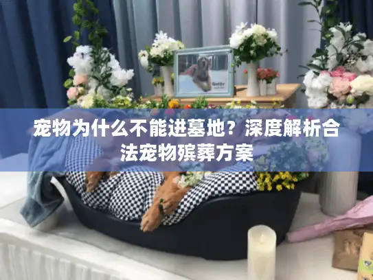 宠物为什么不能进墓地？深度解析合法宠物殡葬方案