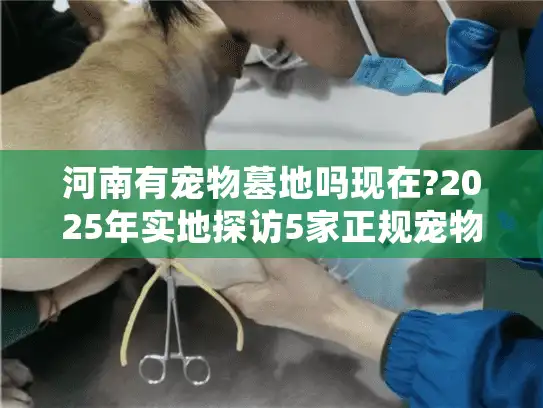 河南有宠物墓地吗现在?2025年实地探访5家正规宠物陵园推荐