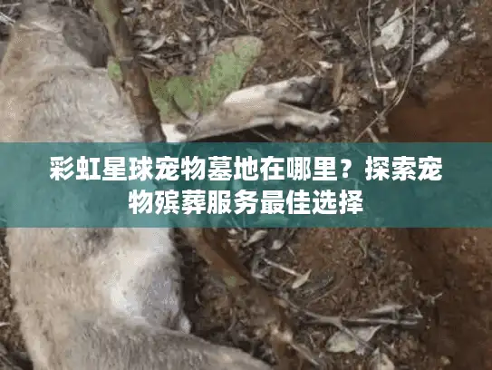 彩虹星球宠物墓地在哪里？探索宠物殡葬服务最佳选择