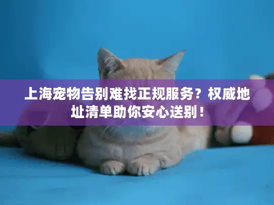 上海宠物告别难找正规服务？权威地址清单助你安心送别！