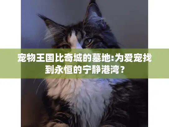 宠物王国比奇城的墓地:为爱宠找到永恒的宁静港湾？