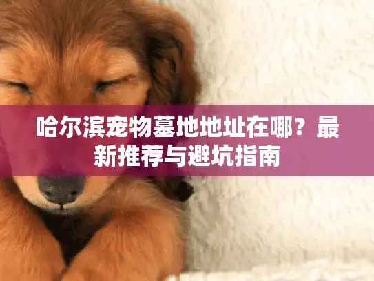 哈尔滨宠物墓地地址在哪？最新推荐与避坑指南
