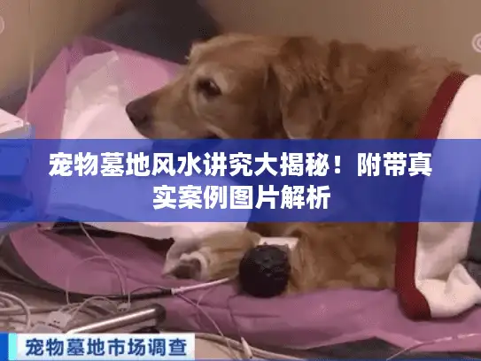 宠物墓地风水讲究大揭秘！附带真实案例图片解析