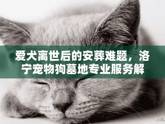 爱犬离世后的安葬难题，洛宁宠物狗墓地专业服务解析