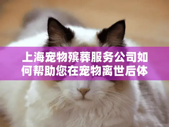 上海宠物殡葬服务公司如何帮助您在宠物离世后体面告别