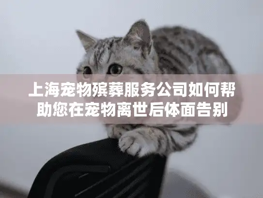 上海宠物殡葬服务公司如何帮助您在宠物离世后体面告别