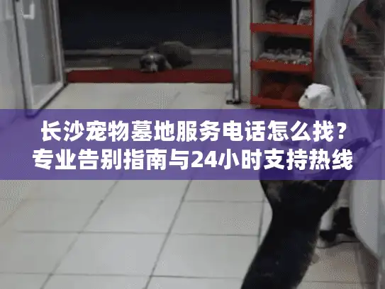 长沙宠物墓地服务电话怎么找？专业告别指南与24小时支持热线