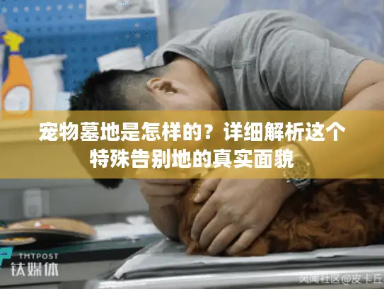 宠物墓地是怎样的？详细解析这个特殊告别地的真实面貌