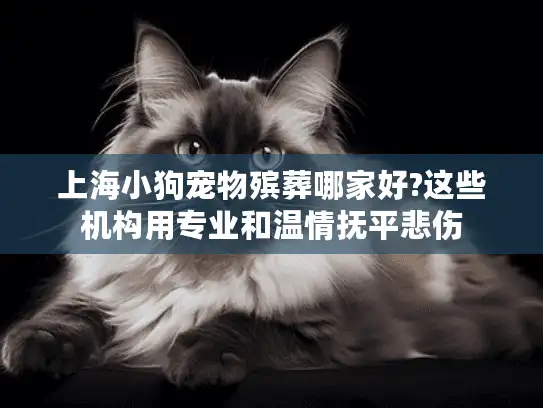 上海小狗宠物殡葬哪家好?这些机构用专业和温情抚平悲伤