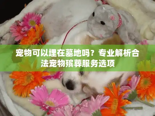 宠物可以埋在墓地吗？专业解析合法宠物殡葬服务选项