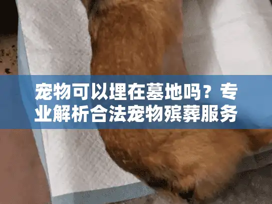 宠物可以埋在墓地吗？专业解析合法宠物殡葬服务选项