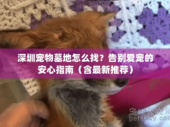 深圳宠物墓地怎么找？告别爱宠的安心指南（含最新推荐）